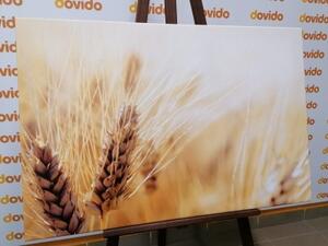 Obraz pšeničné pole - 60x40