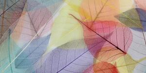 Obraz žilky na farebných listoch - 100x50