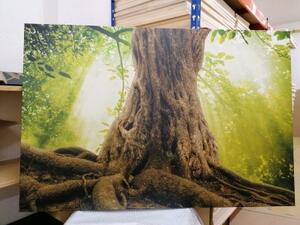 Obraz koreň stromu - 120x80
