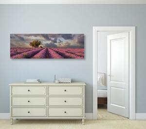 Obraz krajina levanduľových polí - 120x40