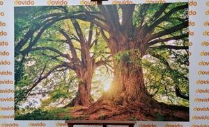 Obraz majestátne stromy - 60x40