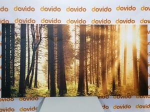 Obraz les zaliaty slnkom - 100x50