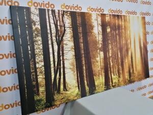 Obraz les zaliaty slnkom - 100x50