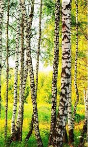 Vliesové fototapety, rozmer 150 cm x 250 cm, brezový les, DIMEX MS-2-0094