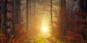 Obraz svetlo v lese - 100x50