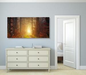 Obraz svetlo v lese - 100x50