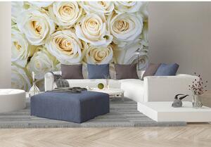 Vliesové fototapety, rozmer 375 cm x 250 cm, biele ruže, DIMEX MS-5-0137