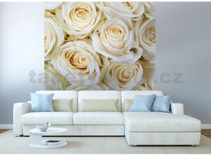 Vliesové fototapety, rozmer 225 cm x 250 cm, biele ruže, DIMEX MS-3-0137