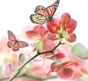 Vliesové fototapety, rozmer 225 cm x 250 cm, orchidea s motýlmi, DIMEX MS-3-0146