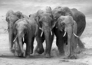 Vliesové fototapety 11578 V8, rozmer 368 cm x 254 cm, stádo slonov, IMPOL TRADE