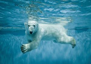 Vliesové fototapety 12621 V8, rozmer 368 cm x 254 cm, ľadový medveď vo vode, IMPOL TRADE