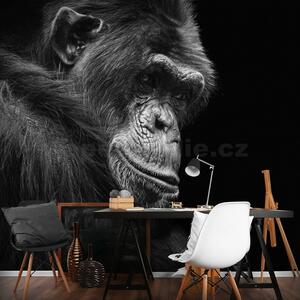 Vliesové fototapety 12713 V8, rozmer 368 cm x 254 cm, šimpanz, IMPOL TRADE