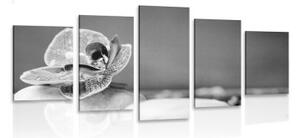 5-dielny obraz orchidea a Zen kamene v čiernobielom prevedení - 100x50