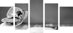 5-dielny obraz orchidea a Zen kamene v čiernobielom prevedení - 100x50