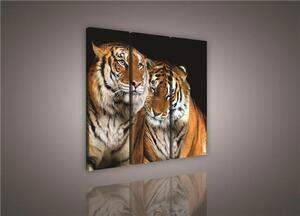 Obraz na plátne, rozmer 90 x 80 cm, tiger, IMPOL TRADE 131S6