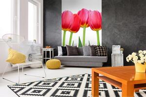 Vliesové fototapety, rozmer 150 cm x 250 cm, tulipány, DIMEX MS-2-0126