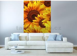 Vliesové fototapety, rozmer 150 cm x 250 cm, kvety slnečnic, DIMEX MS-2-0129