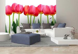 Vliesové fototapety, rozmer 375 cm x 250 cm, tulipány, DIMEX MS-5-0126