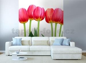 Vliesové fototapety, rozmer 225 cm x 250 cm, tulipány, DIMEX MS-3-0126