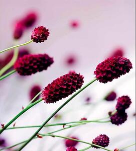 Vliesové fototapety, rozmer 225 cm x 250 cm, kvetiny fialové, DIMEX MS-3-0141