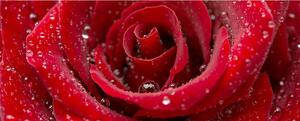Vliesové fototapety, rozmer 375 cm x 150 cm, červená ruža, DIMEX MP-2-0138