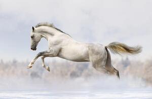 Magnetická podložka na obklad radiátora White Horse Galop 60x100cm