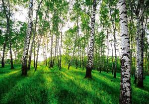 Vliesové fototapety 14175V8, rozmer 368 cm x 254 cm, slnečný brezový les , IMPOL TRADE