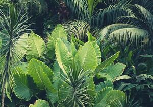 Vliesové fototapety 14523V8, rozmer 368 cm x 254 cm, tropické rastliny, IMPOL TRADE