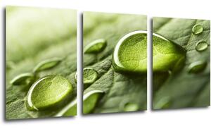 Impresi Obraz Kvapky vody na liste - 150 x 70 cm (3 dielny)