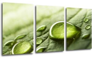 Impresi Obraz Kvapky vody na liste - 120 x 60 cm (3 dielný)