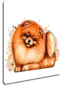 Impresi Obraz Pes Pomeranian - 20 x 20 cm