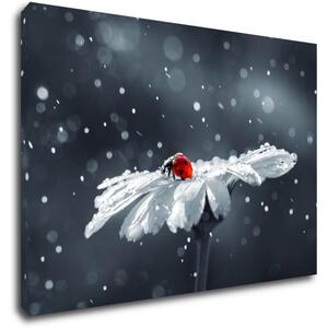 Impresi Obraz Lienka na kvetine - 60 x 40 cm