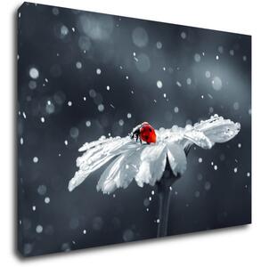 Impresi Obraz Lienka na kvetine - 70 x 50 cm