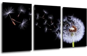 Impresi Obraz Púpava na čiernom pozadí - 120 x 60 cm (3 dielný)