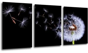 Impresi Obraz Púpava na čiernom pozadí - 150 x 70 cm (3 dielny)