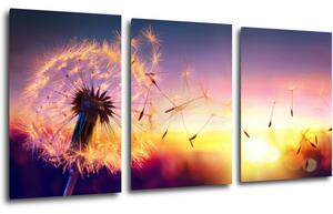 Impresi Obraz Púpava sa západom slnka - 120 x 60 cm (3 dielný)