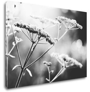 Impresi Obraz Čiernobiela lúčna kvetina - 70 x 50 cm