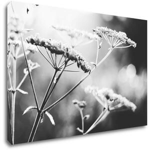 Impresi Obraz Čiernobiela lúčna kvetina - 60 x 40 cm