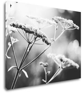 Impresi Obraz Čiernobiela lúčna kvetina - 90 x 70 cm