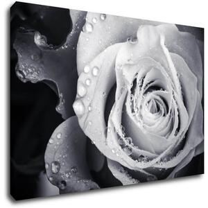 Impresi Obraz Čiernobiela ruže s kvapkami vody - 60 x 40 cm