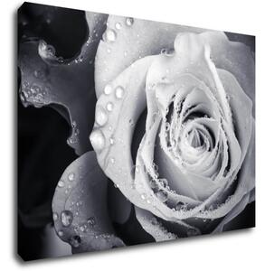 Impresi Obraz Čiernobiela ruže s kvapkami vody - 70 x 50 cm
