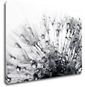 Impresi Obraz Púpava s kvapkami vody - 70 x 50 cm