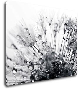 Impresi Obraz Púpava s kvapkami vody - 90 x 70 cm