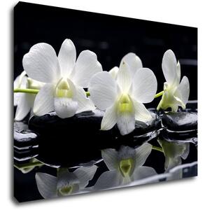 Impresi Obraz Biele orchidee na čiernom pozadí - 70 x 50 cm