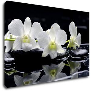 Impresi Obraz Biele orchidee na čiernom pozadí - 60 x 40 cm