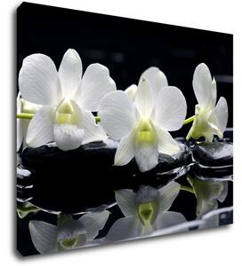 Impresi Obraz Biele orchidee na čiernom pozadí - 90 x 70 cm