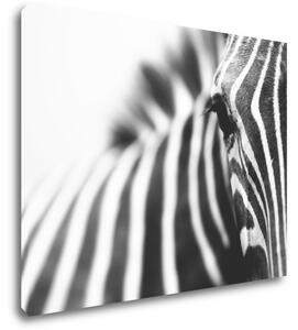 Impresi Obraz Zebra detail - 90 x 70 cm