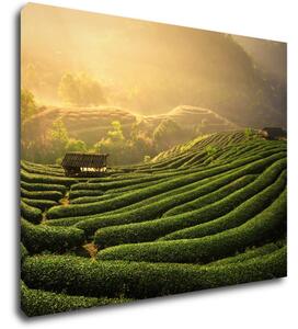 Impresi Obraz Východ slnka čajovníková plantáž - 90 x 70 cm