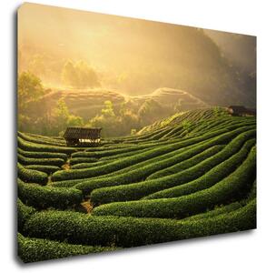 Impresi Obraz Východ slnka čajovníková plantáž - 70 x 50 cm
