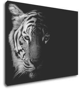 Impresi Obraz Tiger čiernobiely - 90 x 70 cm